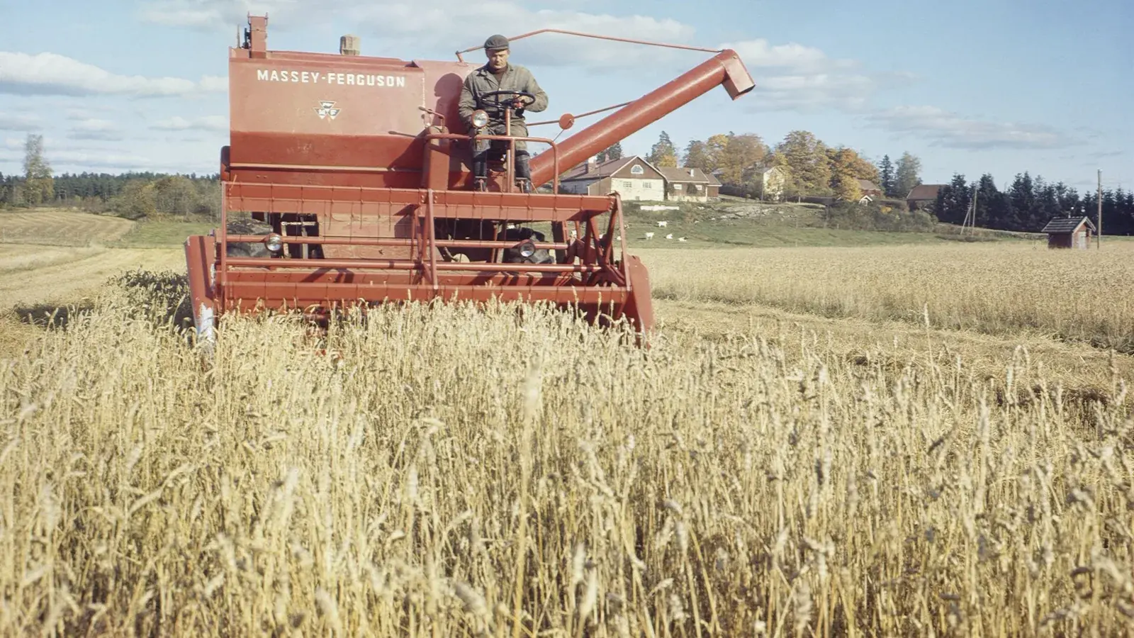 Красный комбайн Massey-Ferguson с комбайнером на открытом мостике убирает пшеницу, архивный цветной снимок